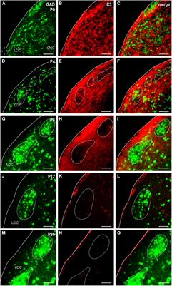 Microglial heterogeneity and complement component 3 elimination within emerging multisensory midbrain compartments during an early critical period